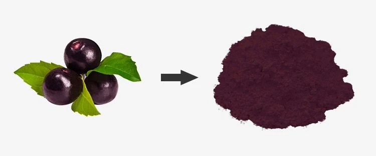 Freeze Dried Acai Powder d1 Freeze Dried Acai Powder d1