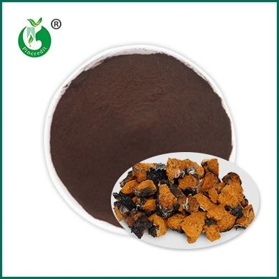 Chaga ekstrakt pulver