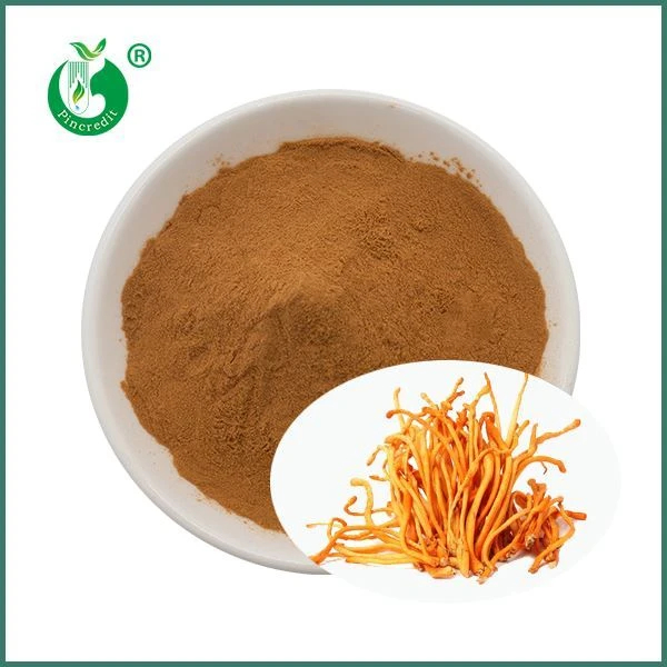Økologisk Cordyceps Mushroom Militaris-ekstrakt